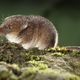 Shrews are suspected to be a potential reservoir of the Langya virus. Above, a common shrew (Sorex araneus)